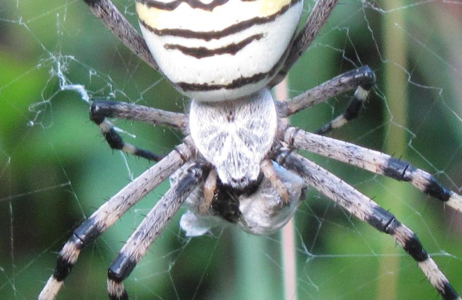 Argiope bruennichi